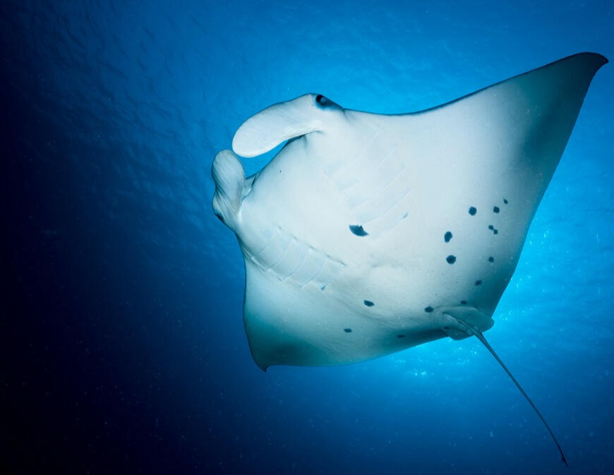 Ein Mantarochen gleitet nah an einem Schnorchler vorbei