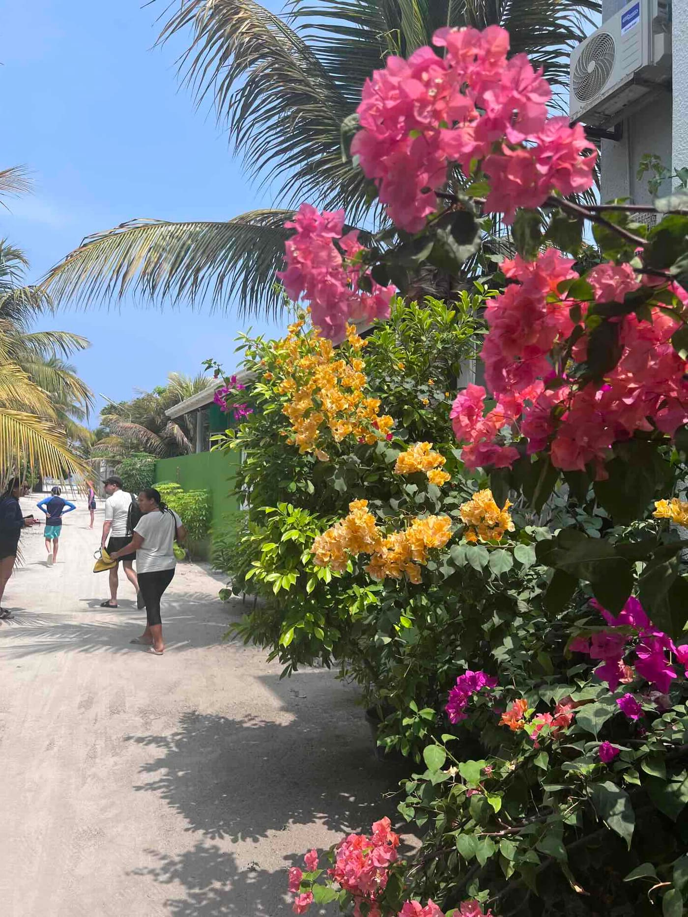 Bougainvillea am Wegesrand einer lokalen Insel