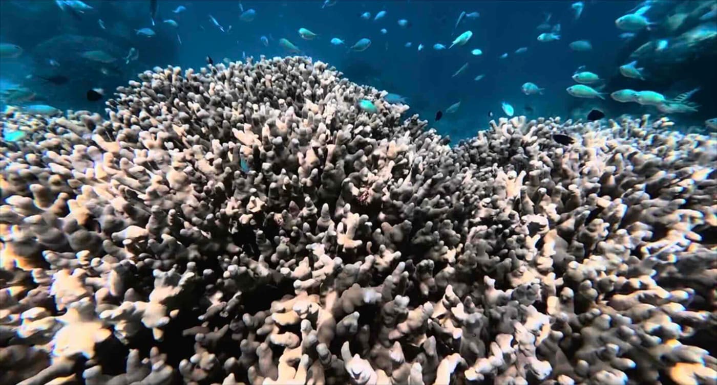 Korallenbommie mit einem Fischschwarm