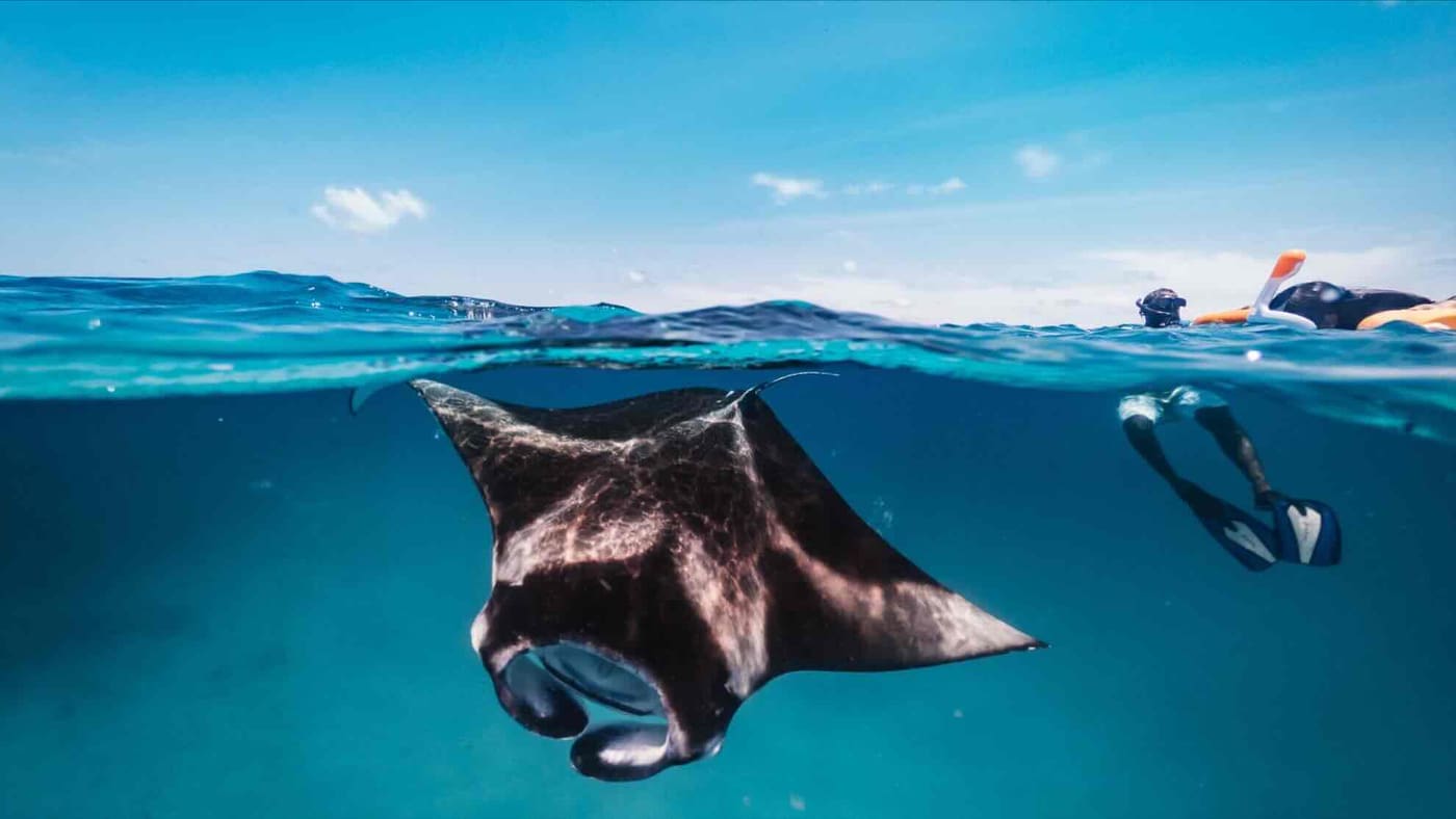 Mantarochen von unten, ein Schnorchler an der Wasseroberfläche im Hintergrund