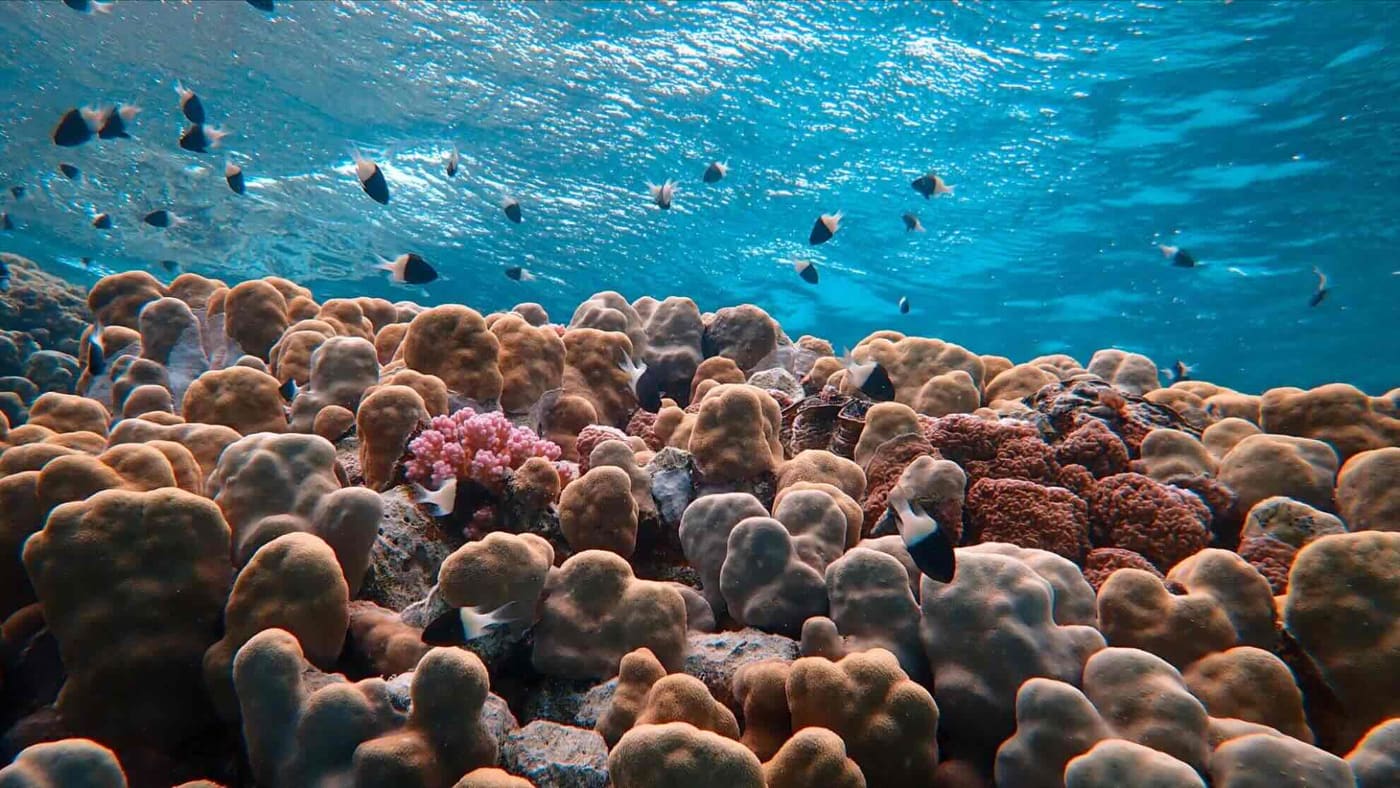 Korallenblock mit einem Schwarm kleiner Fische, Sonnenlicht fällt von oben ein
