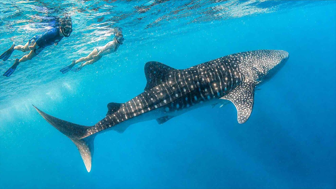 Zwei Schnorchler schwimmen an der Wasseroberfläche neben einem Walhai