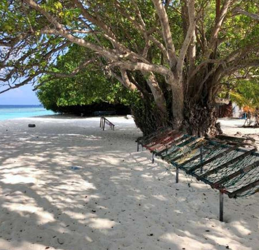 Schattiger Sitzplatz unter einem großen Baum am Strand von Goidhoo