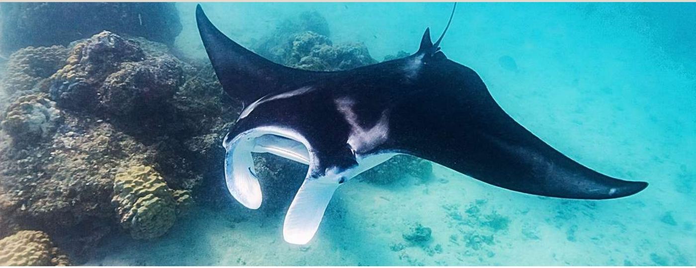 Manta-Schnorcheln vor Dharavandhoo im Baa Atoll