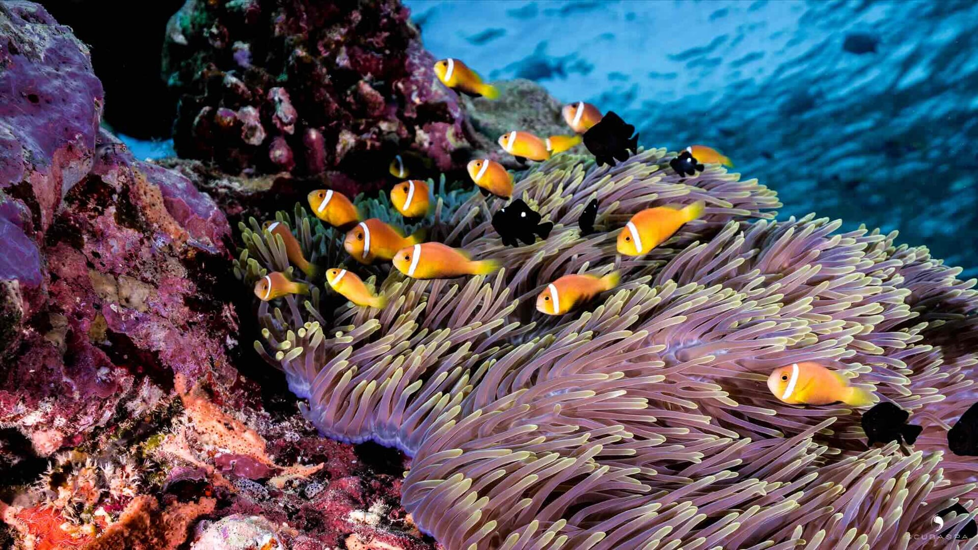 Anemonenfische in einer Anemone am Riff